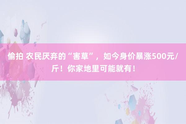 偷拍 农民厌弃的“害草”，如今身价暴涨500元/斤！你家地里可能就有！